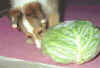 AȂDI