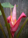 ڂɂN₩ȐFɍ炢~joiỉԖ[͒30Z`xŁA炸Ē̉FԂoEEE