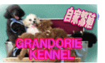 GRANDORIE KENNEL̃TCg