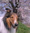 J̖̍؉Łu͂A|[YIv